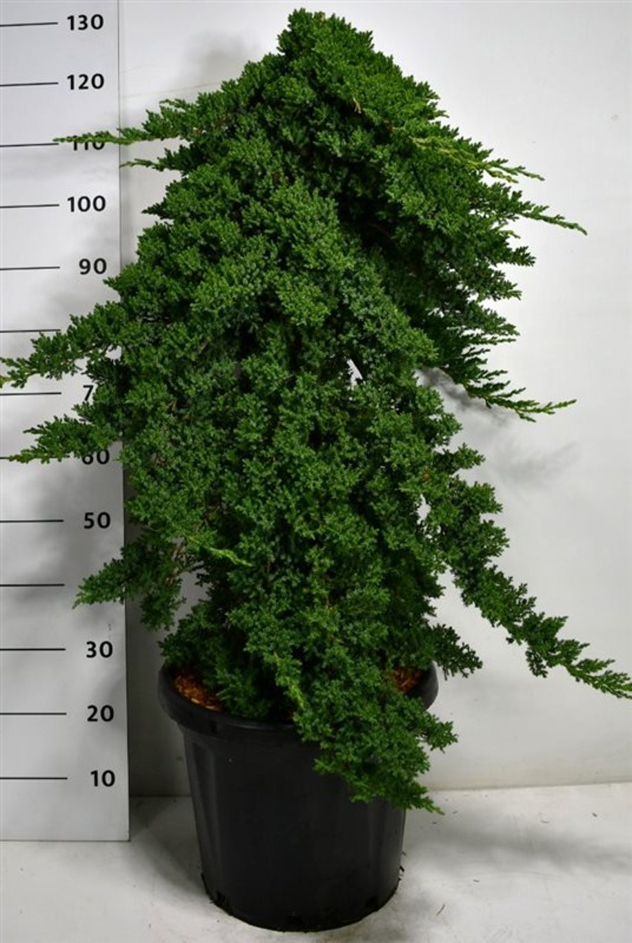 Juniperus procumbens 'Nana' - C25 80-100 CM